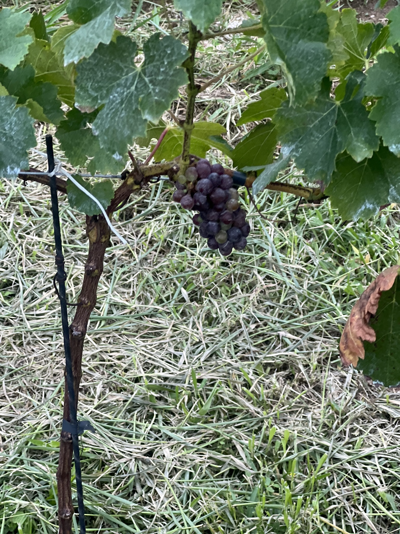 Cacho tinto em maturação